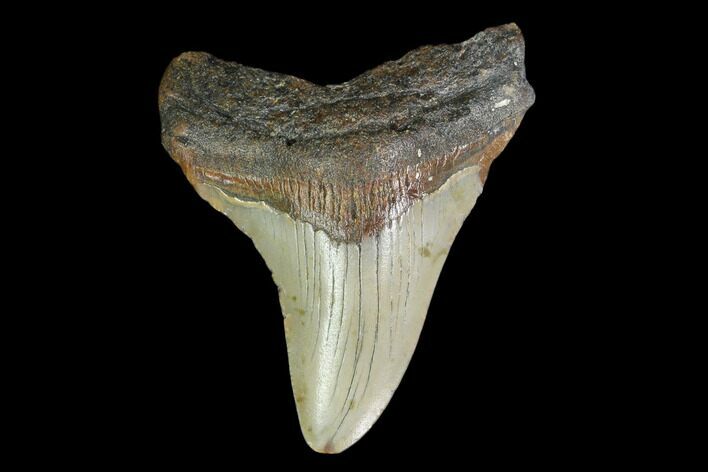 Fossil Megalodon Tooth - North Carolina #130036